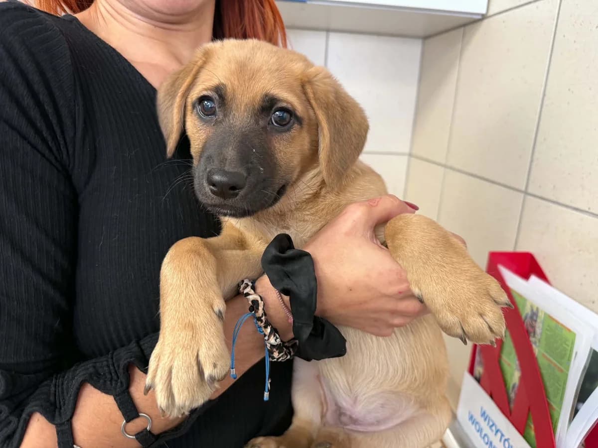 Ramen, male puppy mixed breed for adoption at Schronisko Na Paluchu, Warsaw