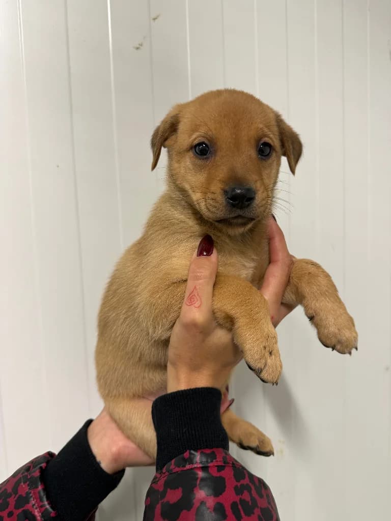 Gala, female puppy mixed breed for adoption at Schronisko Na Paluchu, Warsaw