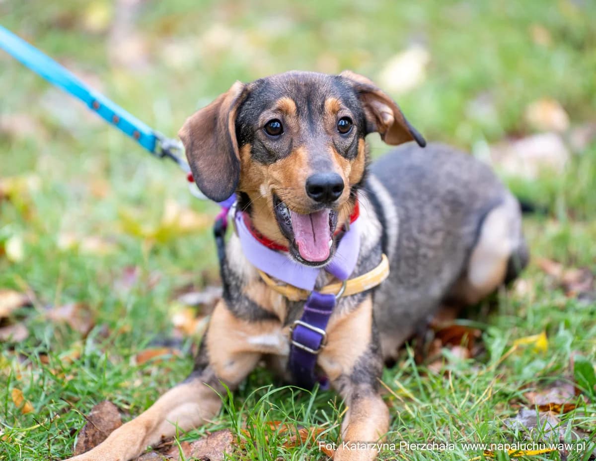 Lulka, female young mixed breed for adoption at Schronisko Na Paluchu, Warsaw