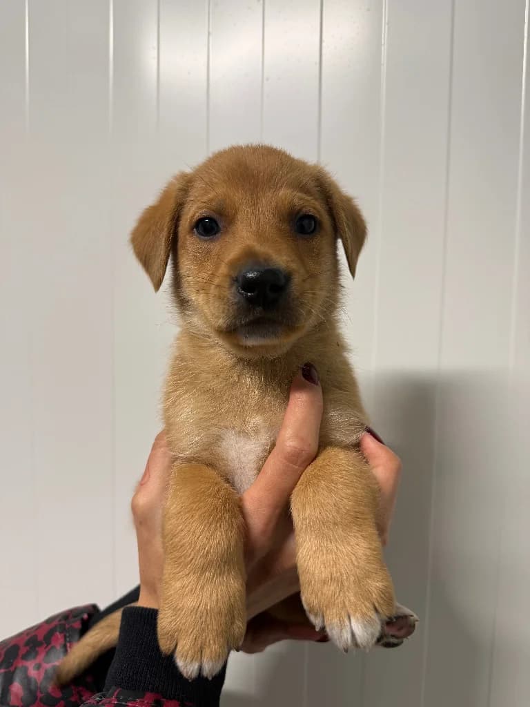 Piros, male puppy mixed breed for adoption at Schronisko Na Paluchu, Warsaw