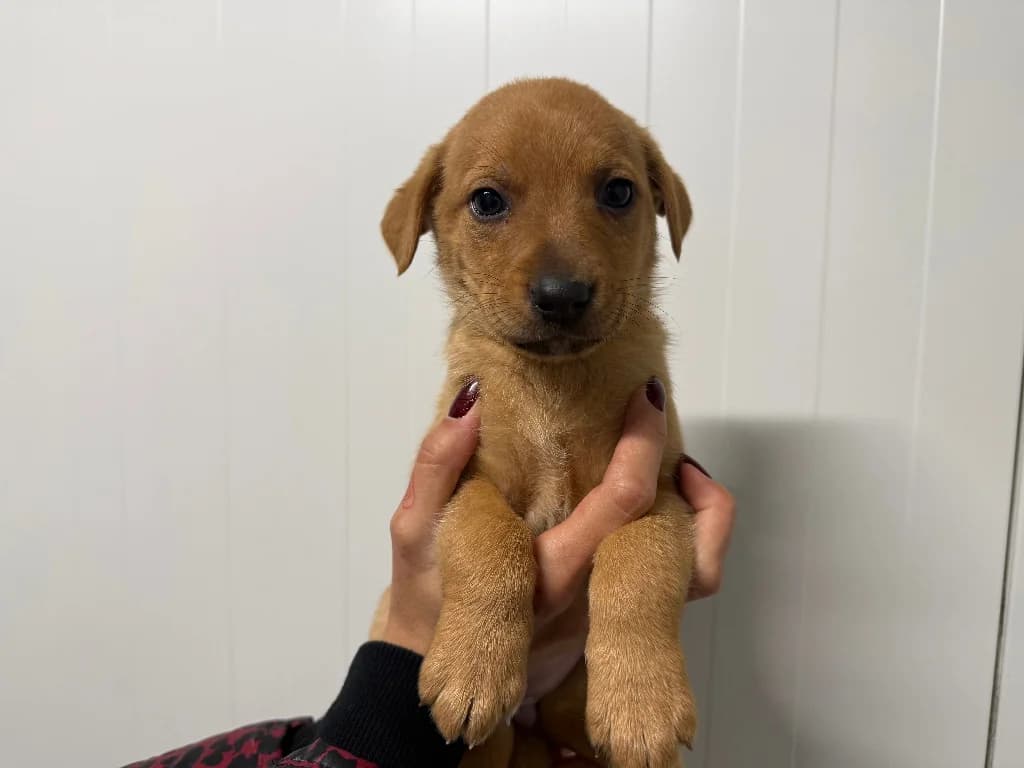 Reneta, female puppy mixed breed for adoption at Schronisko Na Paluchu, Warsaw