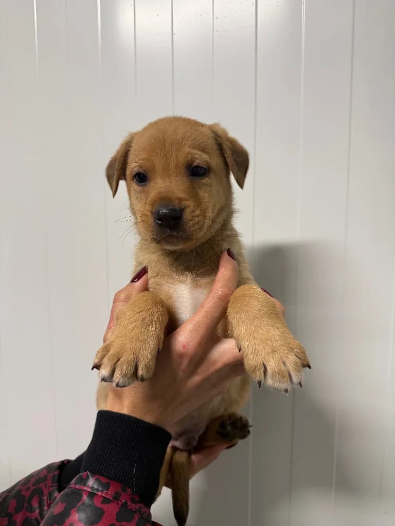 Lobo, male puppy mixed breed for adoption at Schronisko Na Paluchu, Warsaw