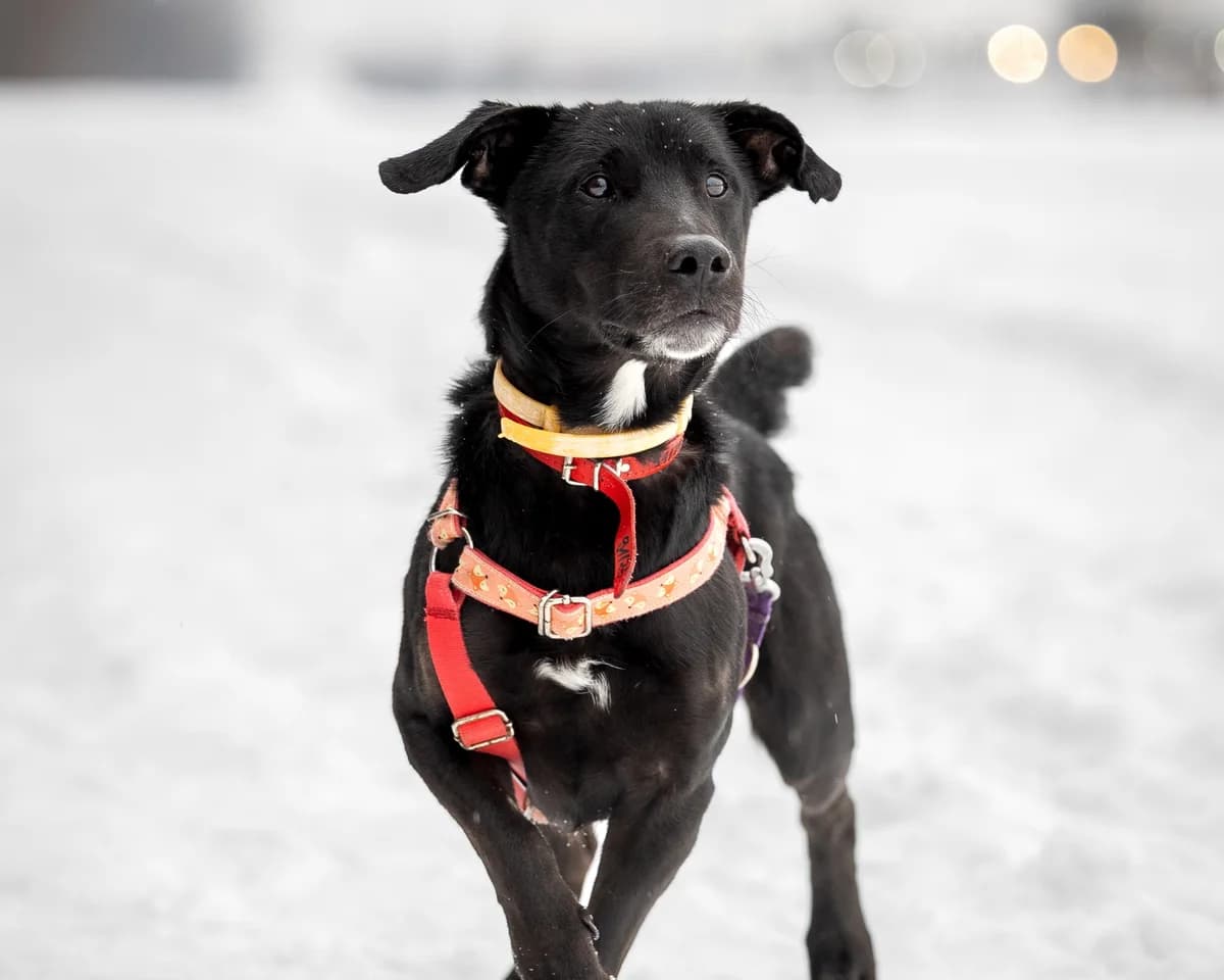 Bruno, male senior mixed breed for adoption at Schronisko Na Paluchu, Warsaw
