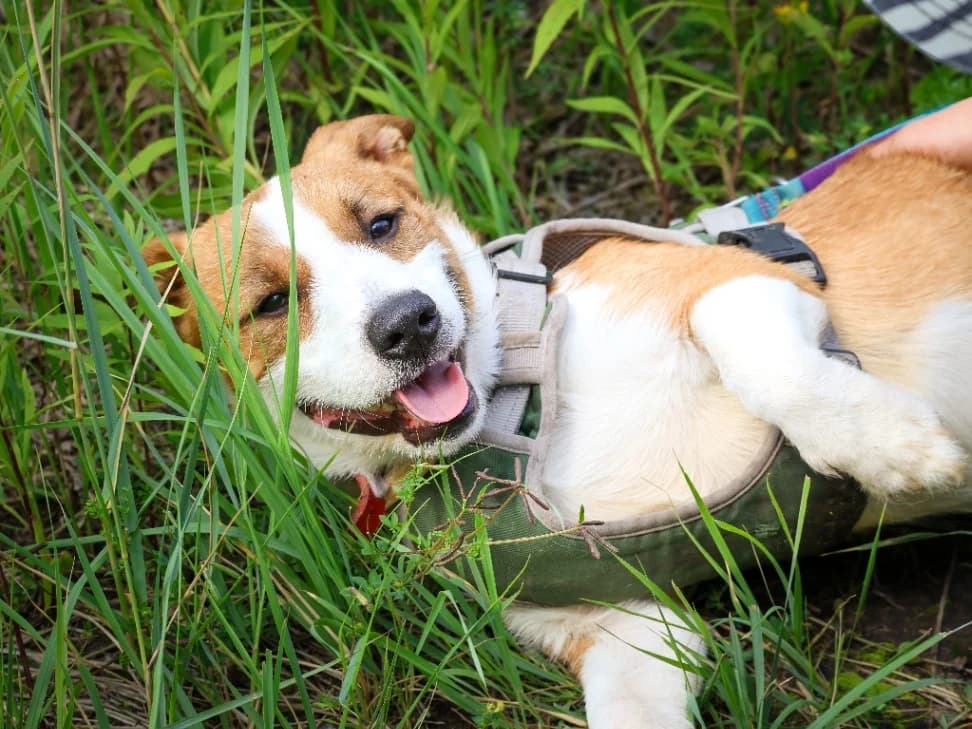 Haru, male young mixed breed for adoption at Schronisko Na Paluchu, Warsaw