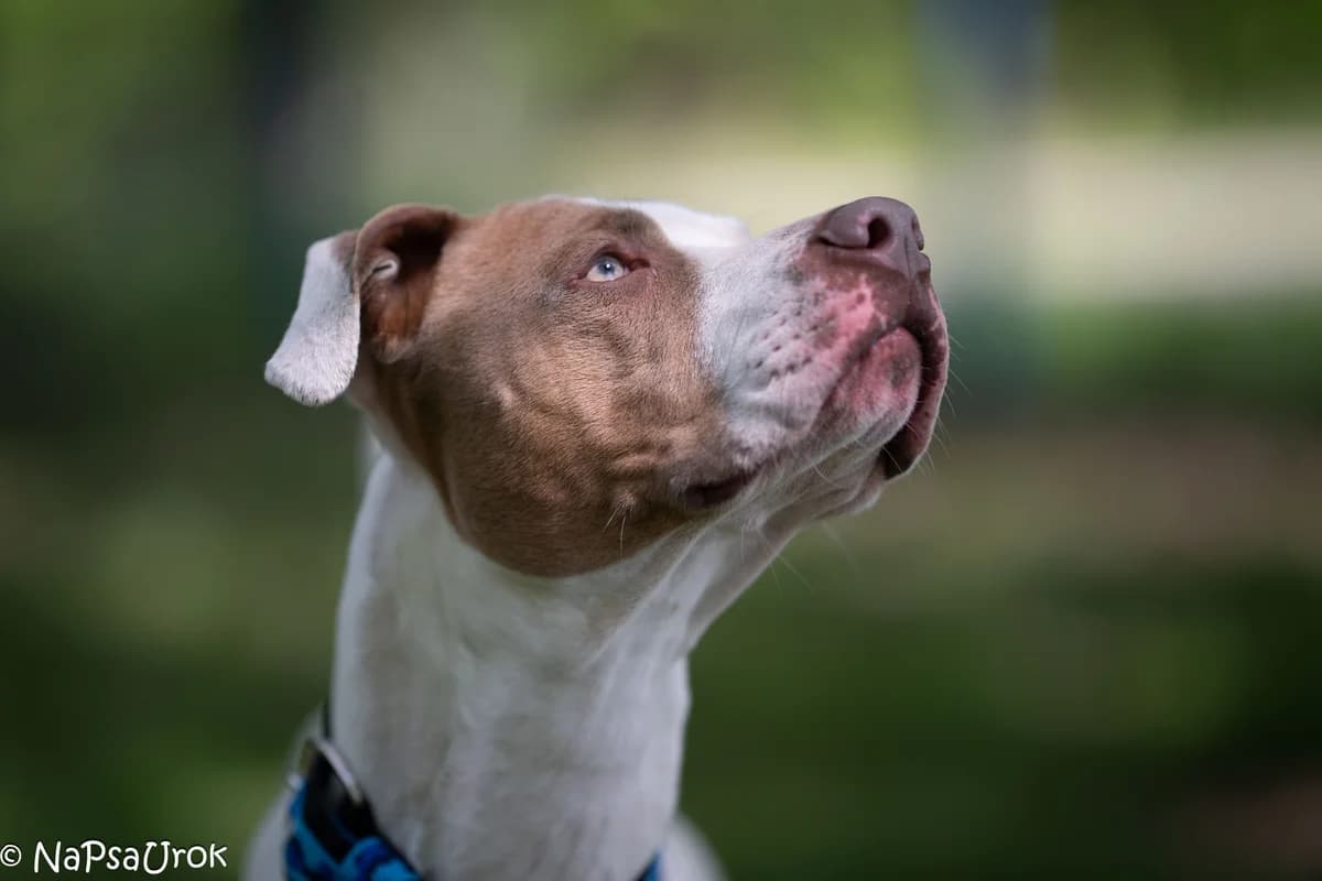 Staśka, female 3yo American Staffordshire Terrier for adoption at Schronisko Na Paluchu, Warsaw