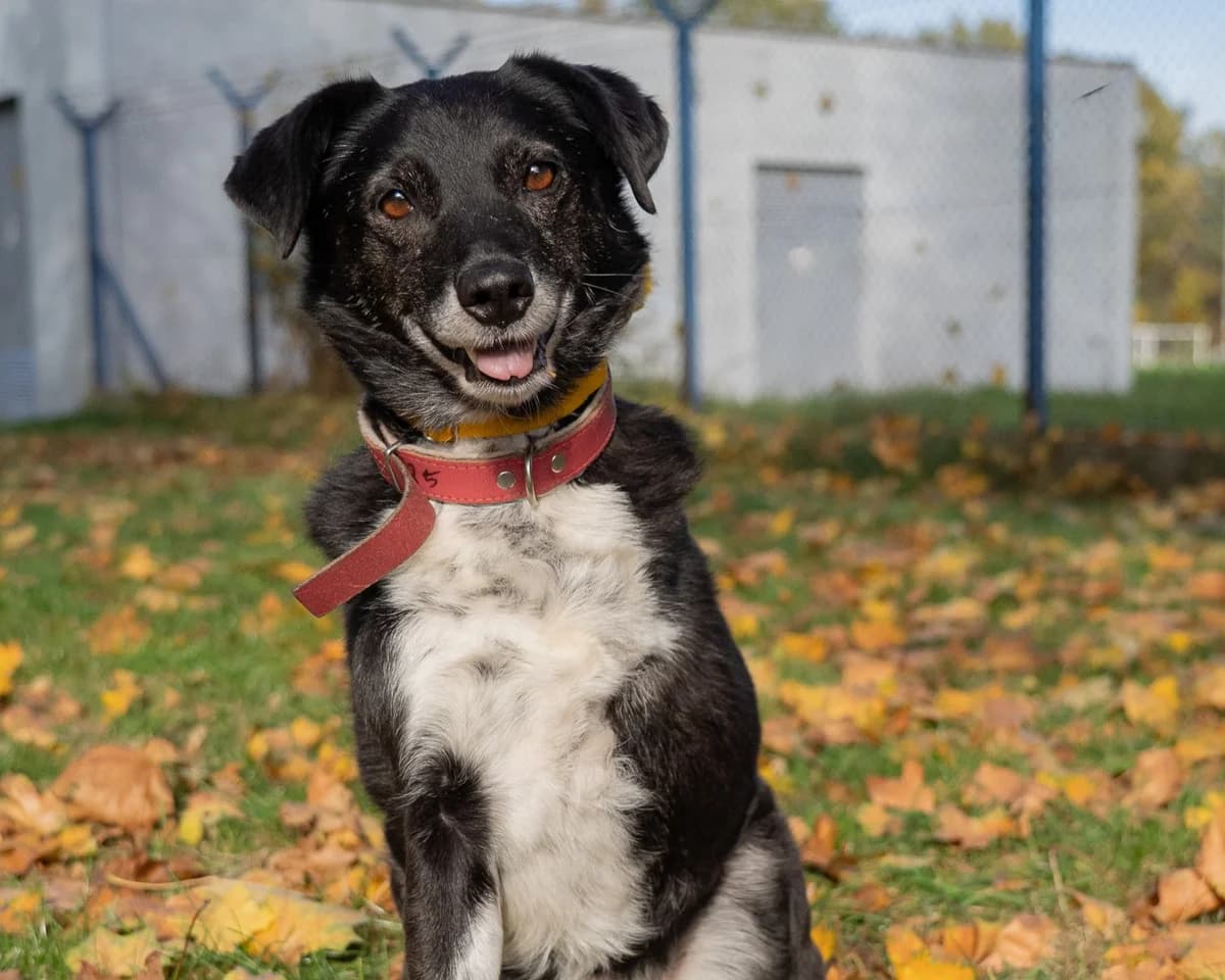 Kazio, male senior mixed breed for adoption at Schronisko Na Paluchu, Warsaw