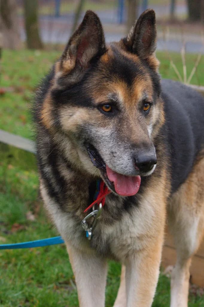 Amor, male senior mixed breed for adoption at Schronisko Na Paluchu, Warsaw