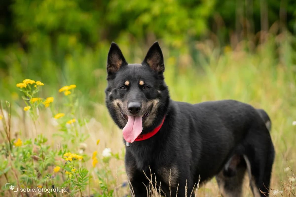 Guinness, male 4yo mixed breed for adoption at Schronisko Na Paluchu, Warsaw