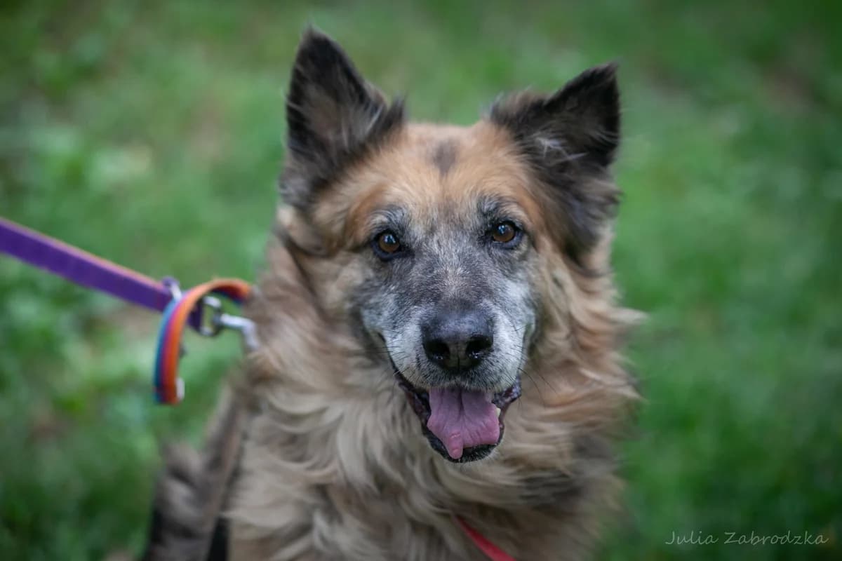 Cywil, male senior mixed breed for adoption at Schronisko Na Paluchu, Warsaw