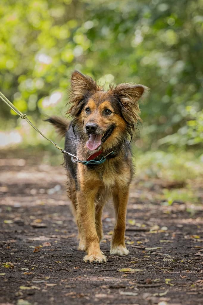 Achilles, male 5yo mixed breed for adoption at Schronisko Na Paluchu, Warsaw