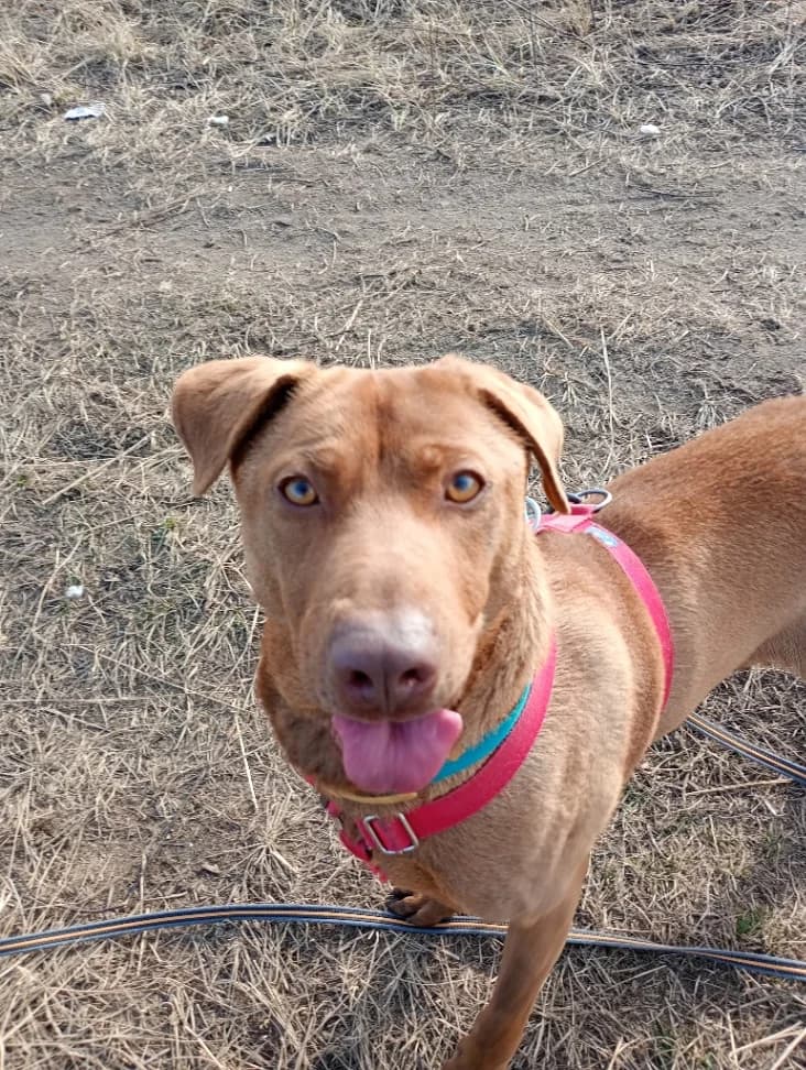 Cynamon, male young mixed breed for adoption at Schronisko Na Paluchu, Warsaw