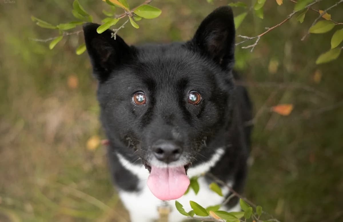 Kala, female senior mixed breed for adoption at Schronisko Na Paluchu, Warsaw