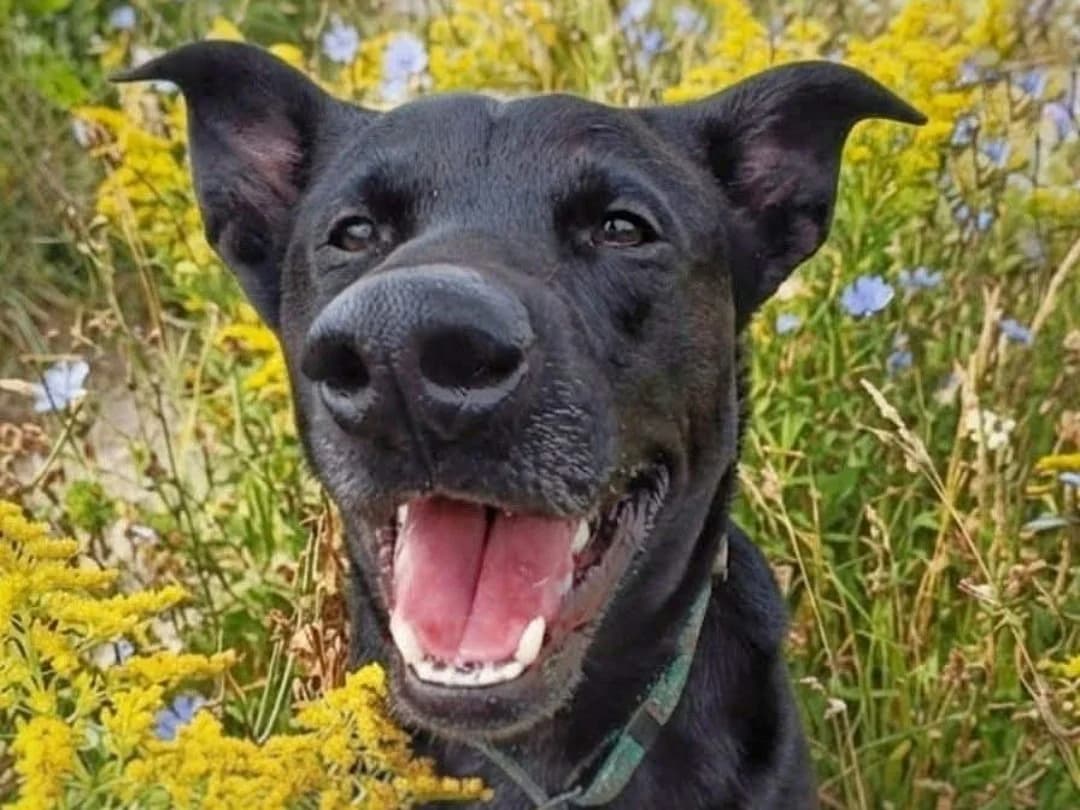 DΕΌet, male 5yo mixed breed for adoption at Schronisko Na Paluchu, Warsaw