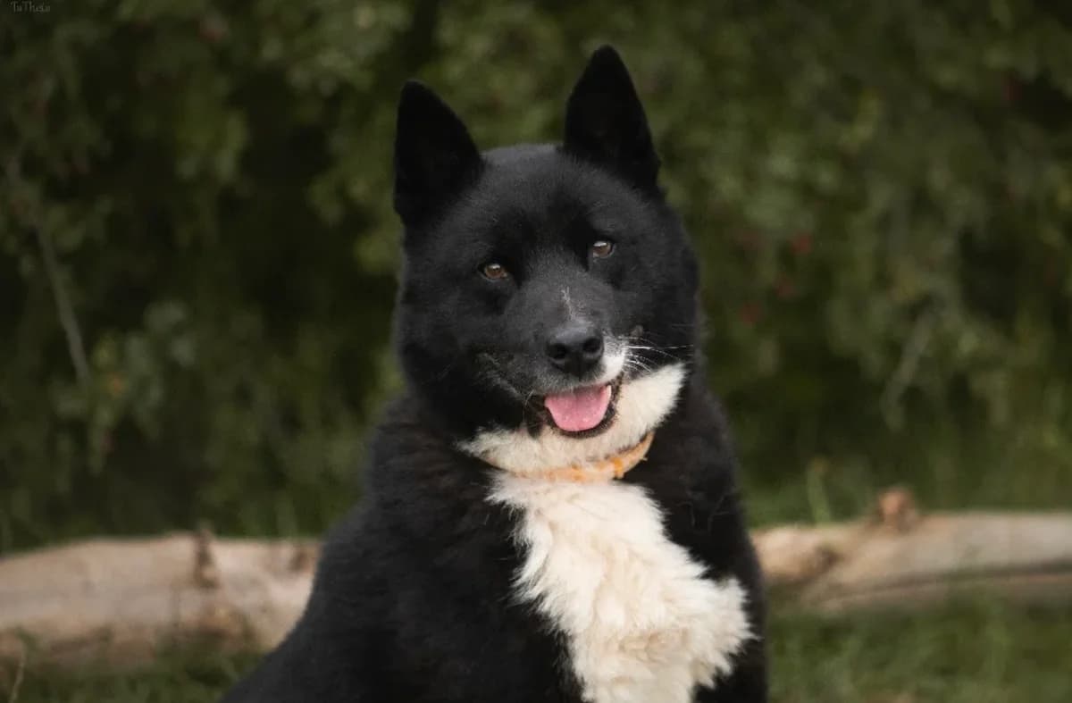 Apo, male senior mixed breed for adoption at Schronisko Na Paluchu, Warsaw