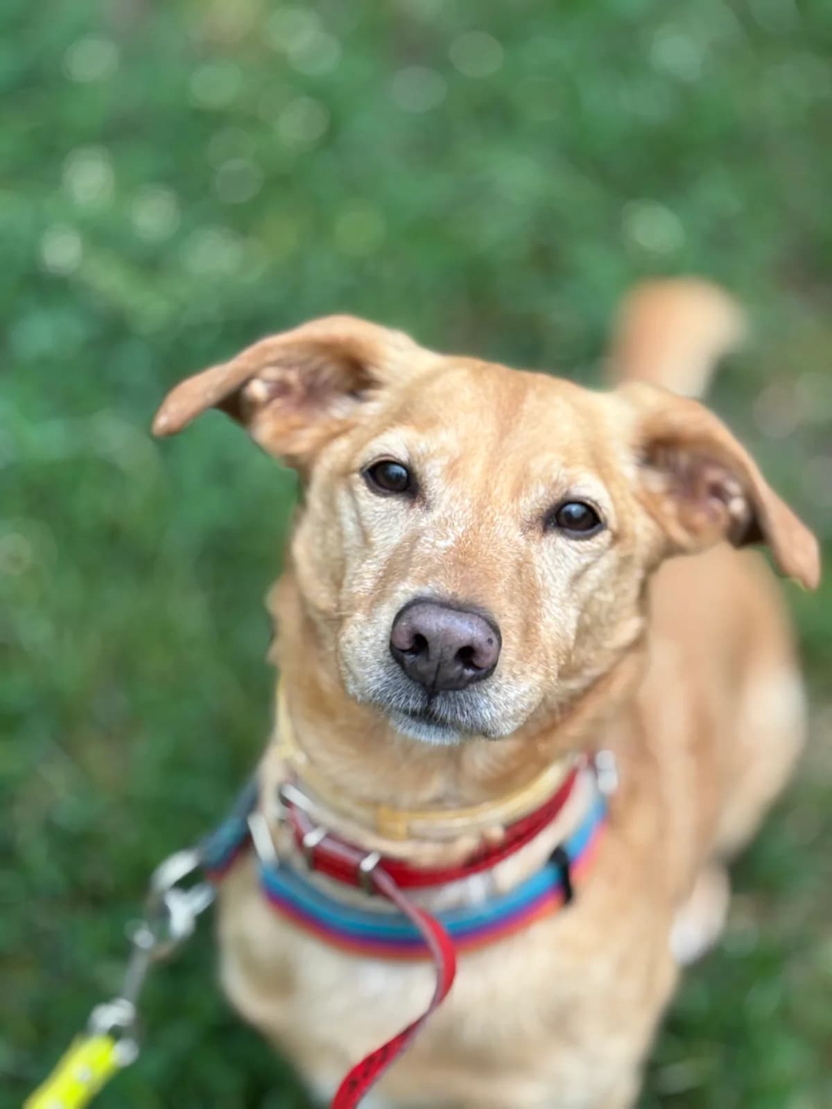 Yoshi, male senior mixed breed for adoption at Schronisko Na Paluchu, Warsaw