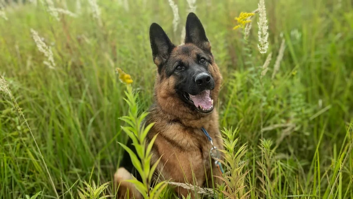 Hera, female 6yo mixed breed for adoption at Schronisko Na Paluchu, Warsaw