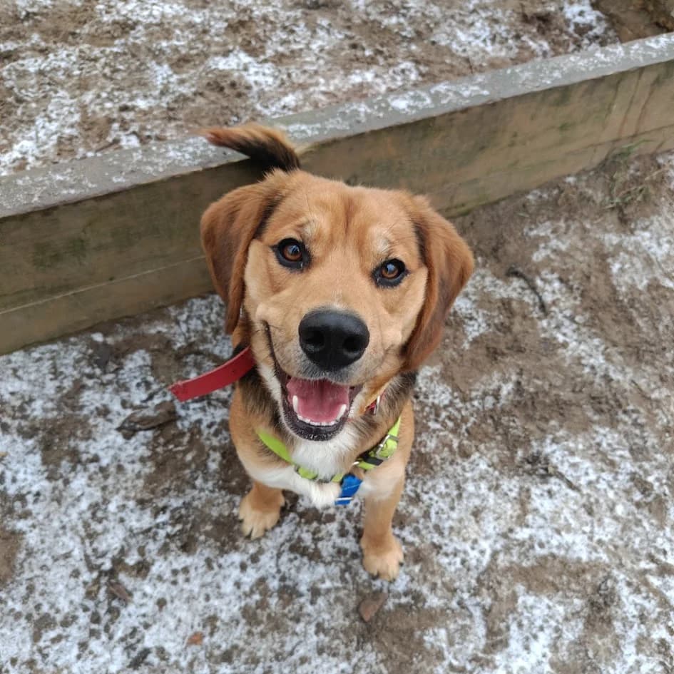 Bowie, male young Beagle for adoption at Schronisko Na Paluchu, Warsaw