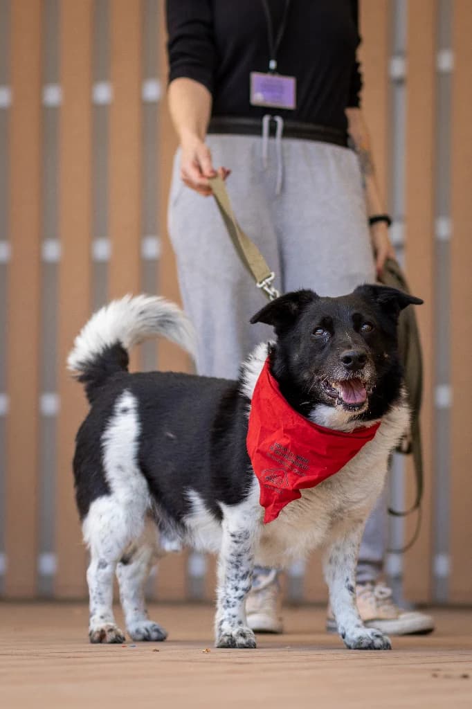 Laki, male senior mixed breed for adoption at Schronisko Na Paluchu, Warsaw