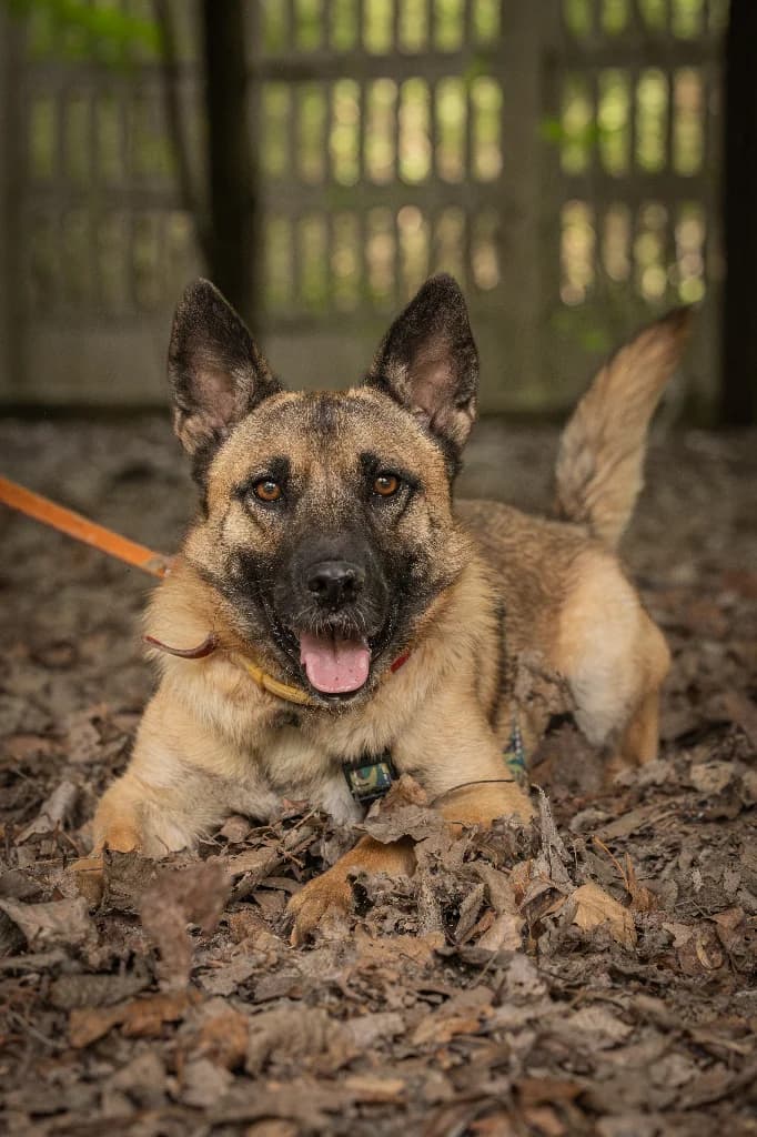 Kardamon, male young mixed breed for adoption at Schronisko Na Paluchu, Warsaw