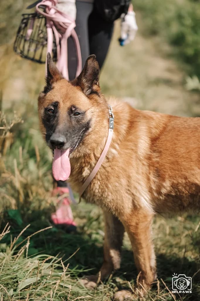 Randal, male 3yo mixed breed for adoption at Schronisko Na Paluchu, Warsaw