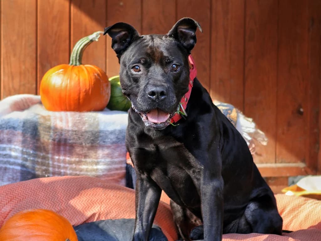 Res, male senior mixed breed for adoption at Schronisko Na Paluchu, Warsaw