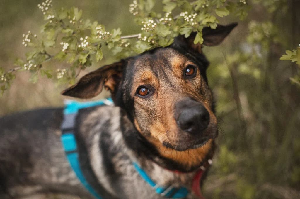 Pluto, male 6yo mixed breed for adoption at Schronisko Na Paluchu, Warsaw