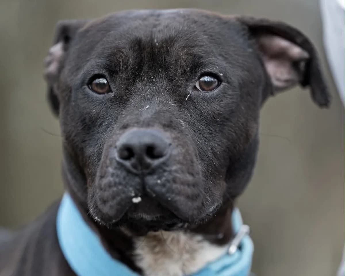 Lucek, male 4yo mixed breed for adoption at Schronisko Na Paluchu, Warsaw