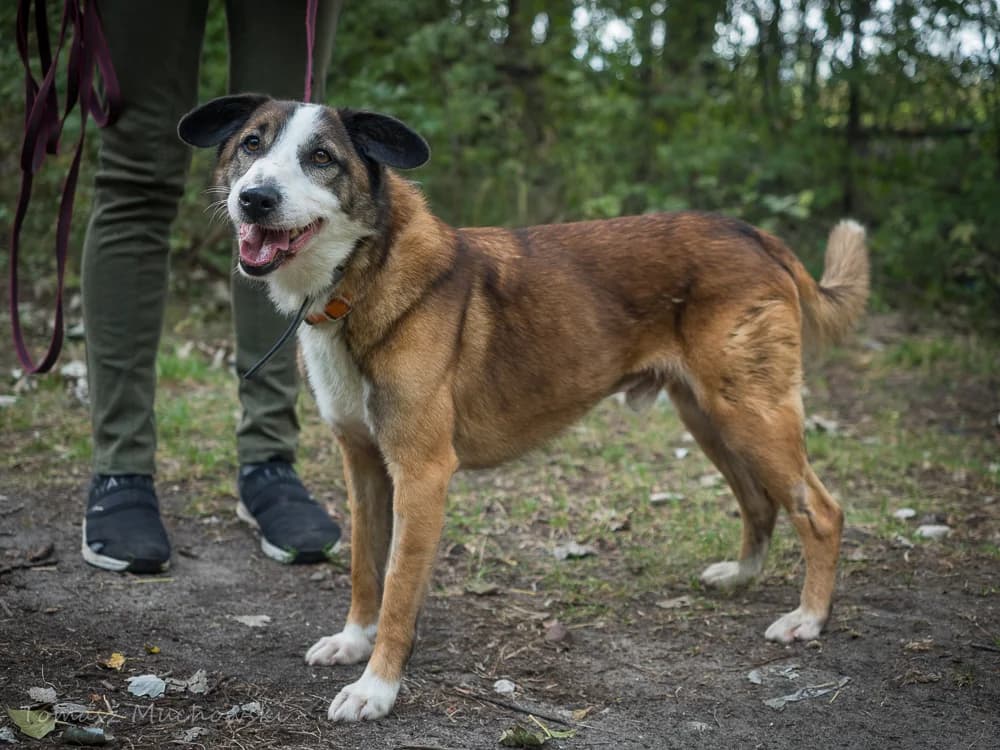 Astor, male 7yo mixed breed for adoption at Schronisko Na Paluchu, Warsaw