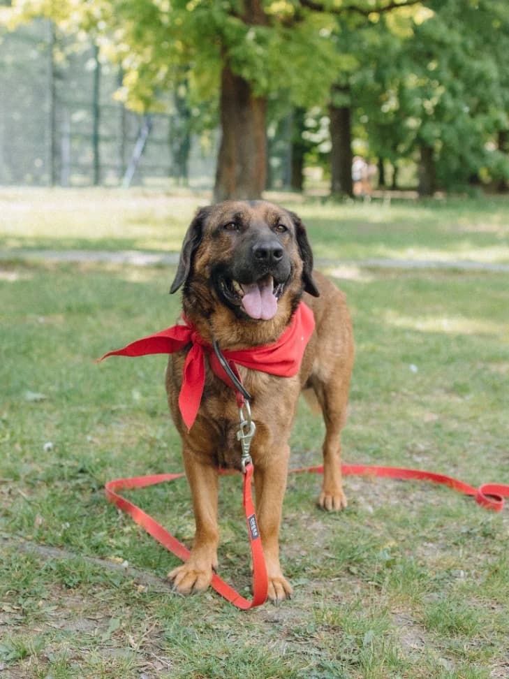 Bibi, male 3yo mixed breed for adoption at Schronisko Na Paluchu, Warsaw