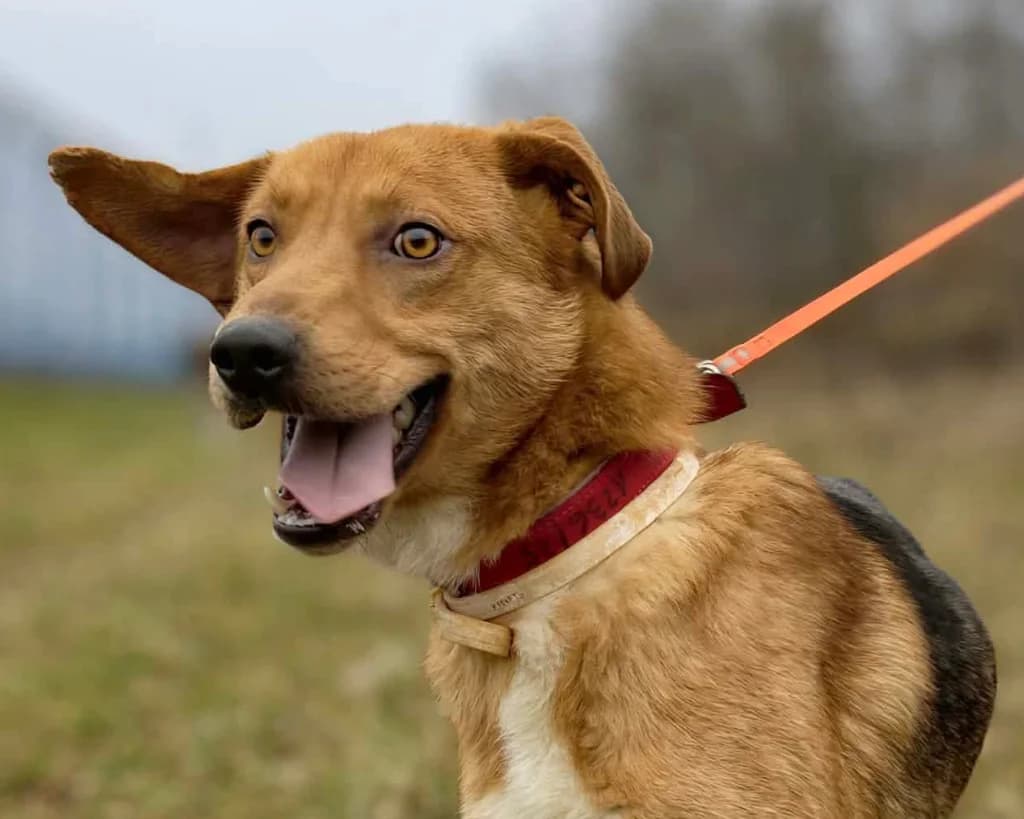 Toro, male young mixed breed for adoption at Schronisko Na Paluchu, Warsaw
