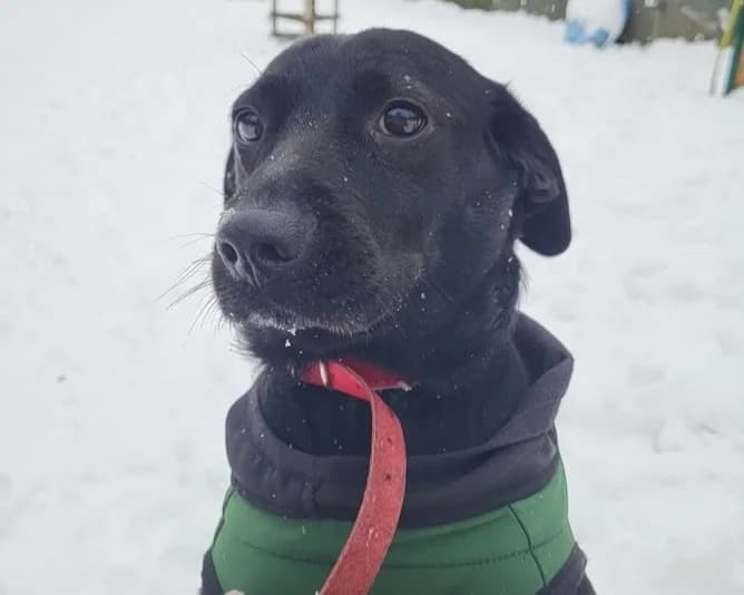 BuΕka, female 4yo mixed breed for adoption at Schronisko Na Paluchu, Warsaw