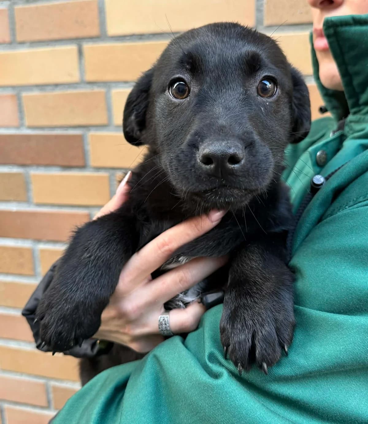 Carmen, female young mixed breed for adoption at Schronisko Na Paluchu, Warsaw