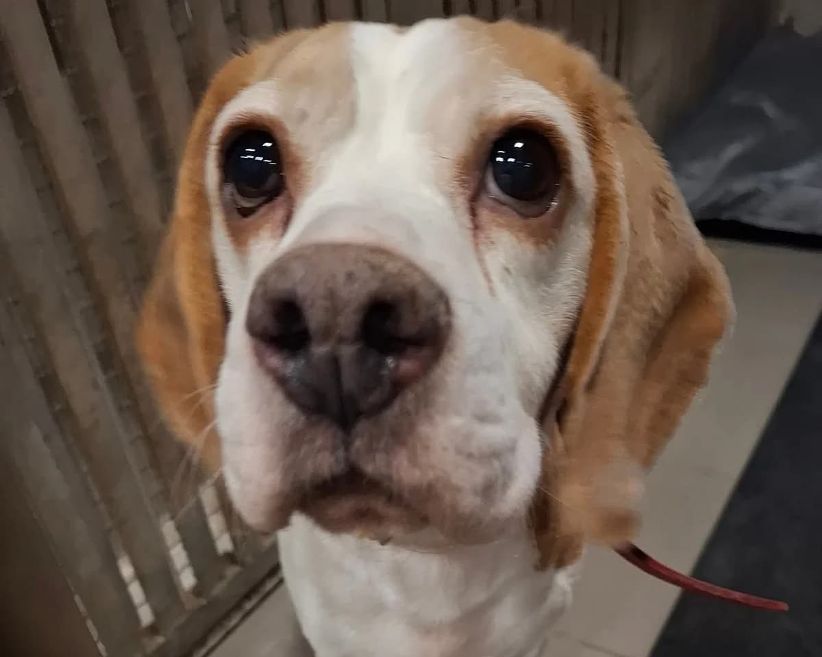 Frania, female 7yo Beagle for adoption at Schronisko Na Paluchu, Warsaw