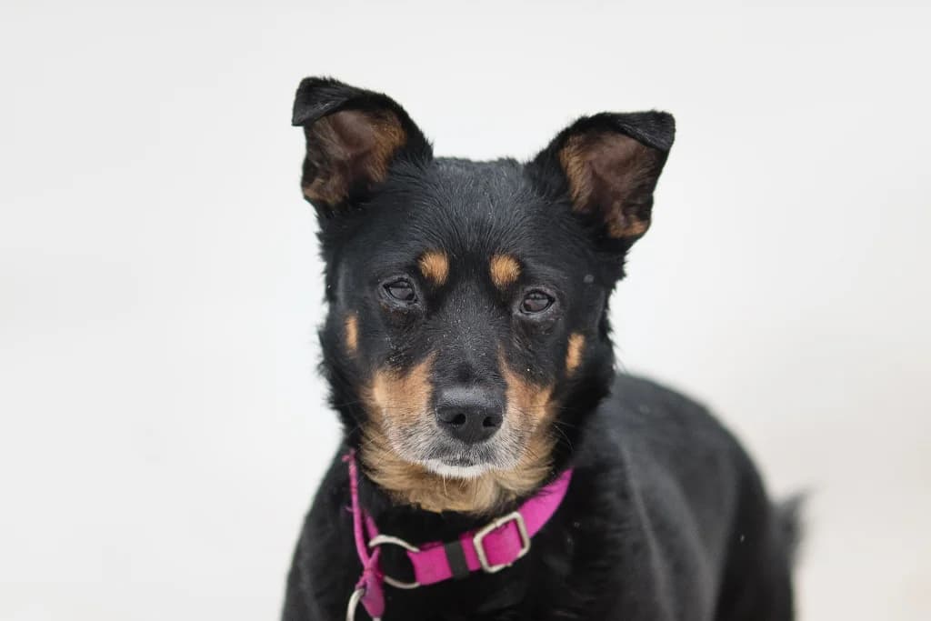 Bąbel, male 6yo mixed breed for adoption at Schronisko Na Paluchu, Warsaw