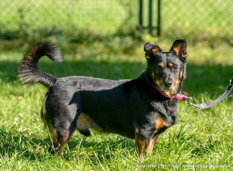 Bąbel, male 6yo mixed breed for adoption at Schronisko Na Paluchu, Warsaw