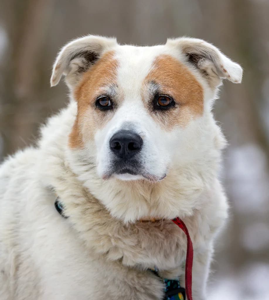 Łajka, female senior mixed breed for adoption at Schronisko Na Paluchu, Warsaw