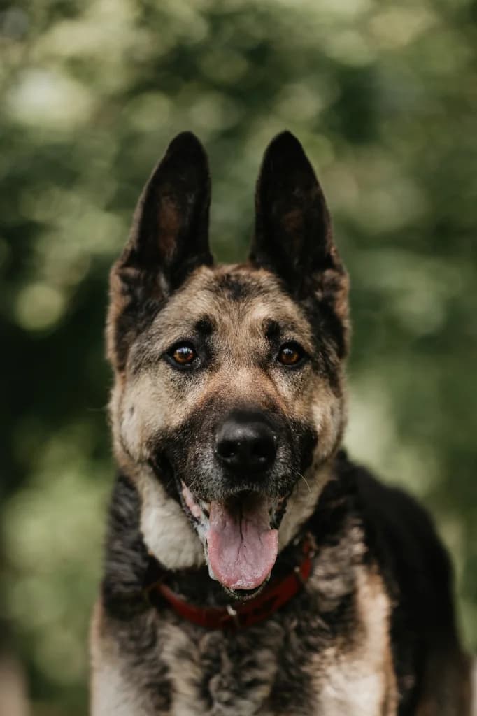 Krecia, female senior mixed breed for adoption at Schronisko Na Paluchu, Warsaw