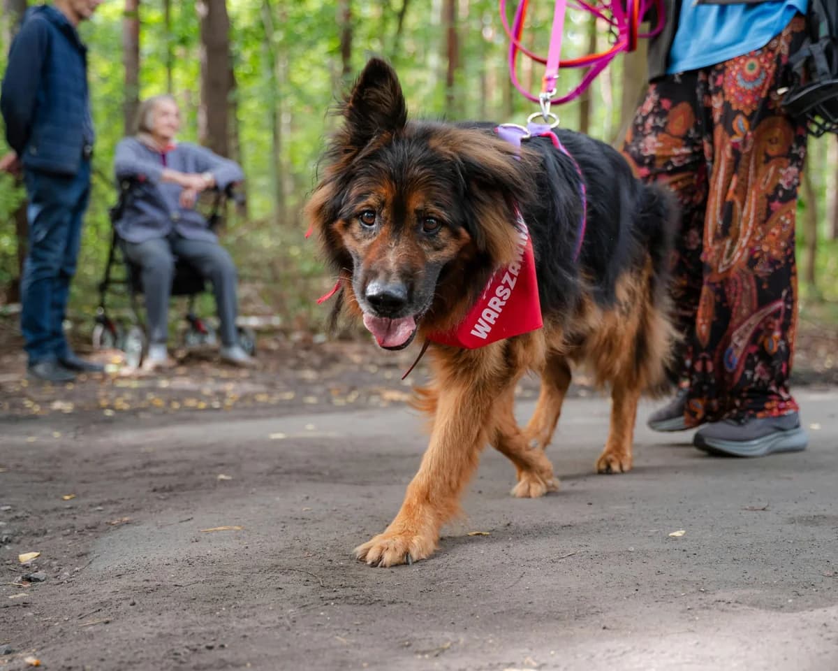 Kapral, male senior mixed breed for adoption at Schronisko Na Paluchu, Warsaw