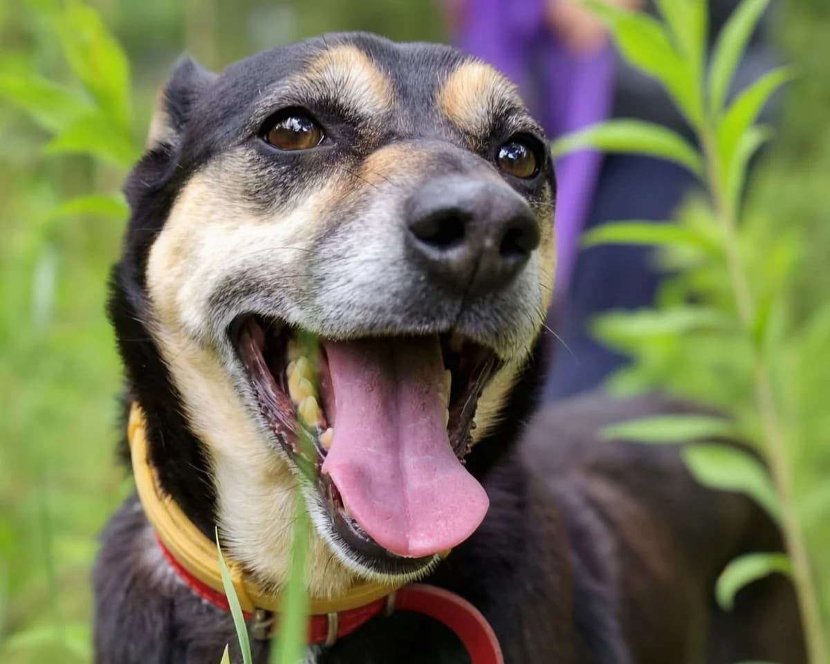 Szejka, female 7yo mixed breed for adoption at Schronisko Na Paluchu, Warsaw