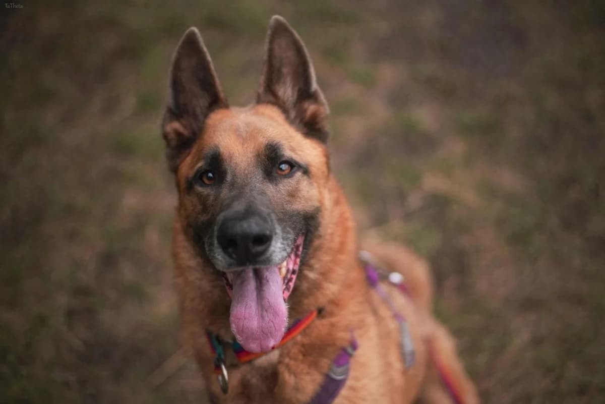 Aztek, male 7yo mixed breed for adoption at Schronisko Na Paluchu, Warsaw