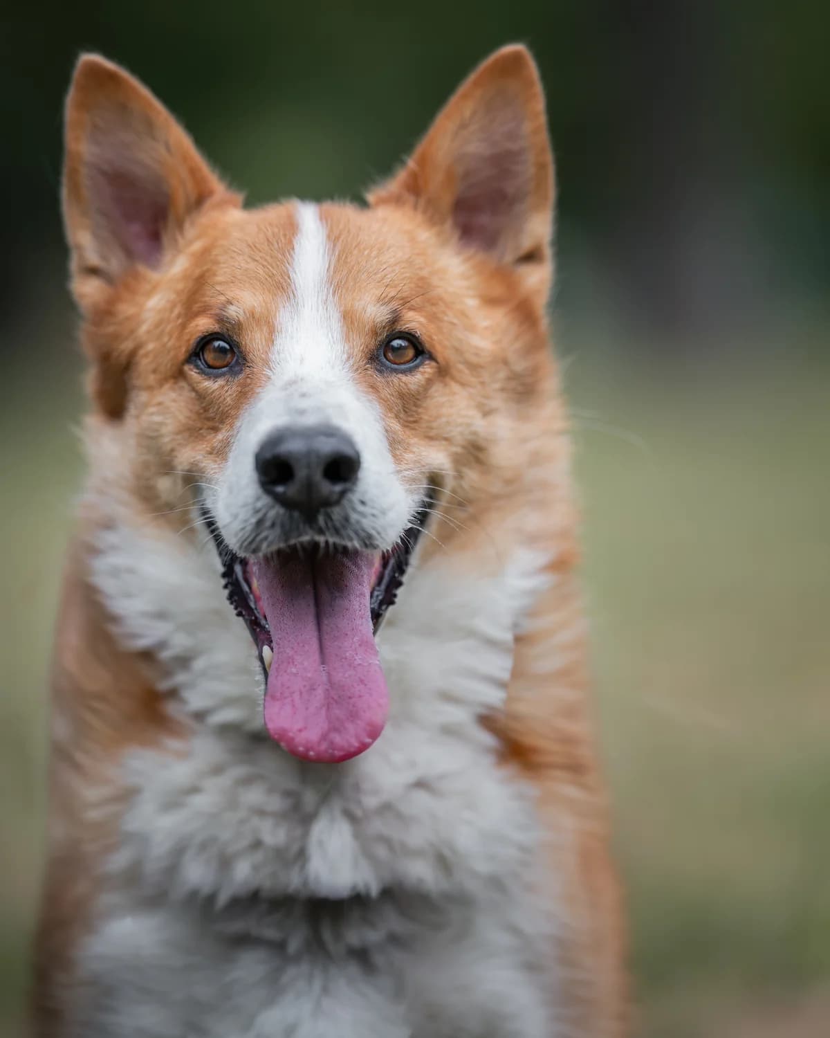 Junior, male senior mixed breed for adoption at Schronisko Na Paluchu, Warsaw