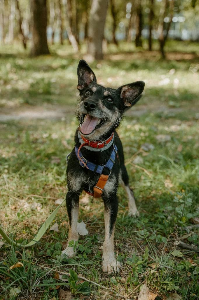 Sid, male 5yo mixed breed for adoption at Schronisko Na Paluchu, Warsaw