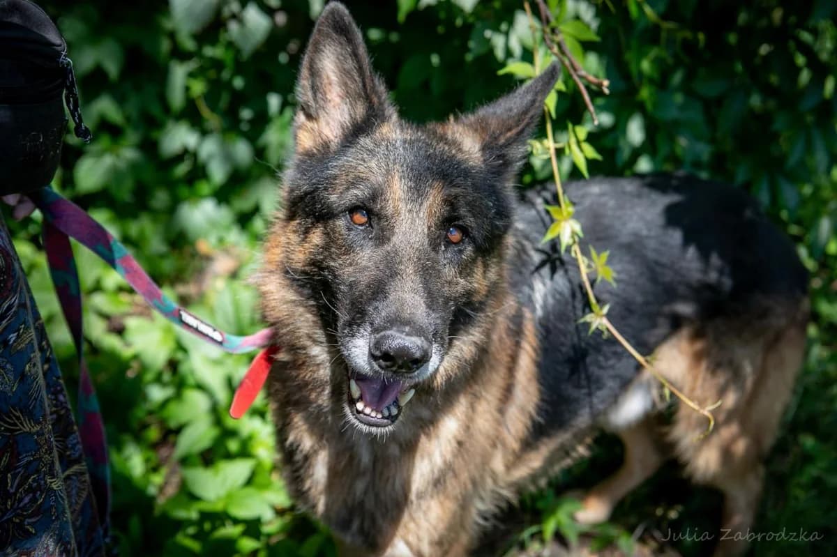Jankes, male senior mixed breed for adoption at Schronisko Na Paluchu, Warsaw