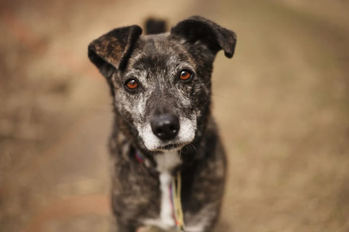 Mija, female 6yo mixed breed for adoption at Schronisko Na Paluchu, Warsaw