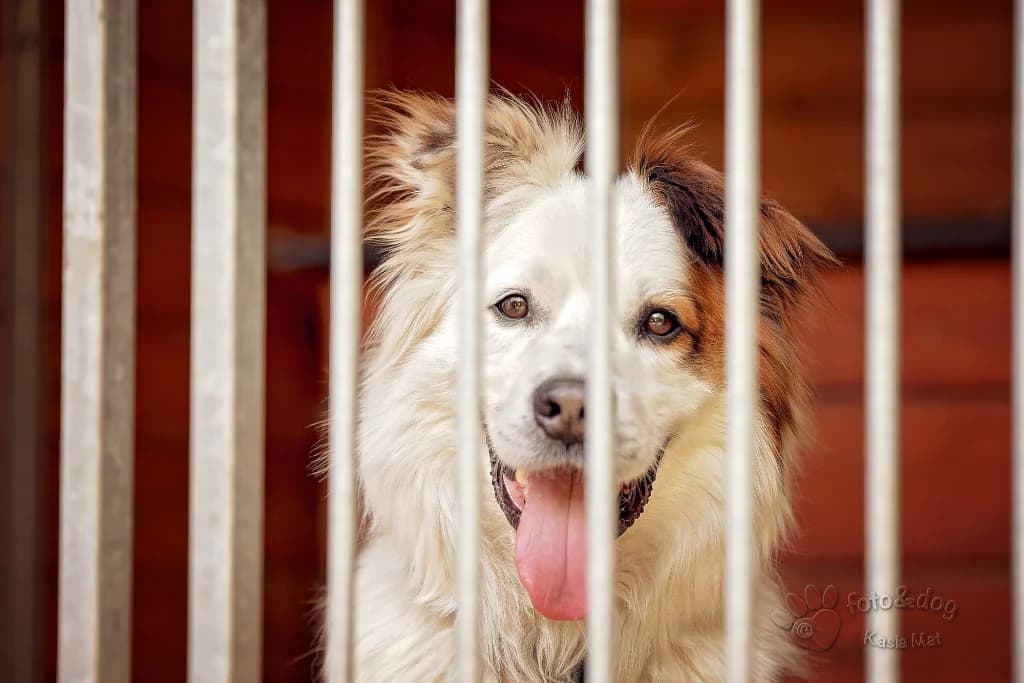 Tarzan, male 6yo mixed breed for adoption at Schronisko Na Paluchu, Warsaw