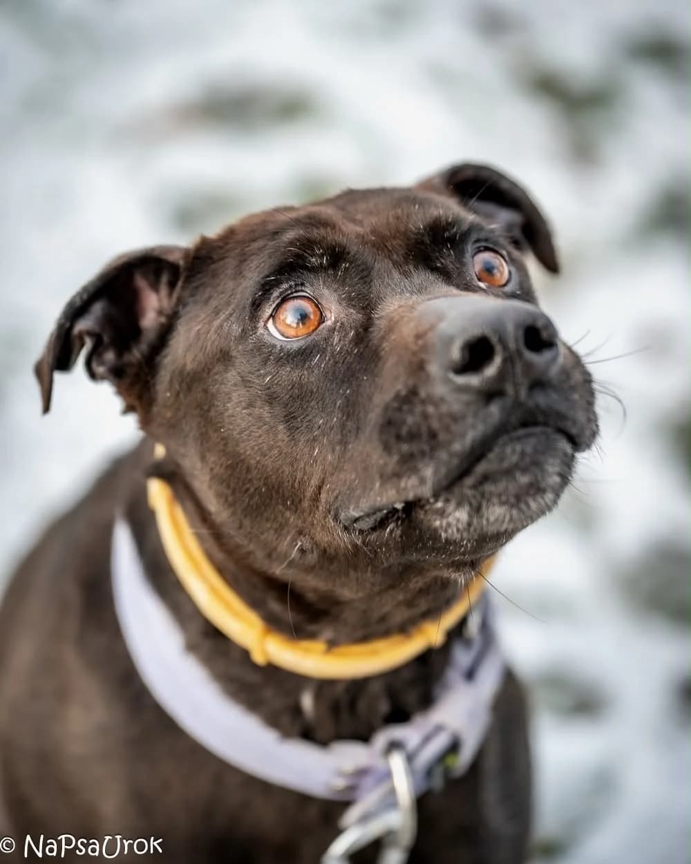 Timon, male senior mixed breed for adoption at Schronisko Na Paluchu, Warsaw