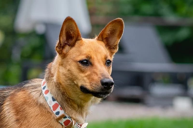 Adina, Mixed Breed for adoption at description