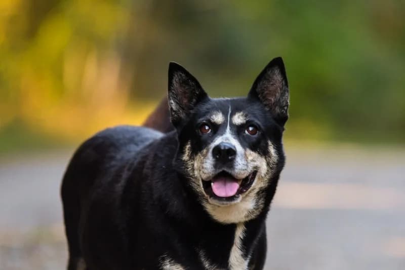 Anza, Mixed Breed for adoption at description