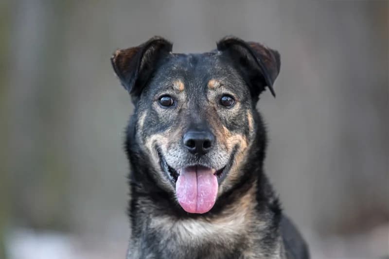 Avatar, Mixed Breed for adoption at description