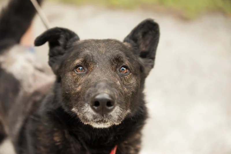 Charbon, Mixed Breed for adoption at description
